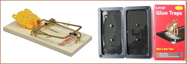 アメリカ生活豆知識 ｢ねずみの駆除｣ | ウェストチェスターリダックくらぶ