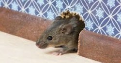 %e3%83%8d%e3%82%ba%e3%83%9f2